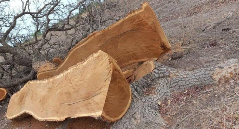 Illegal timber trade persists in The Gambia's Upper River Region